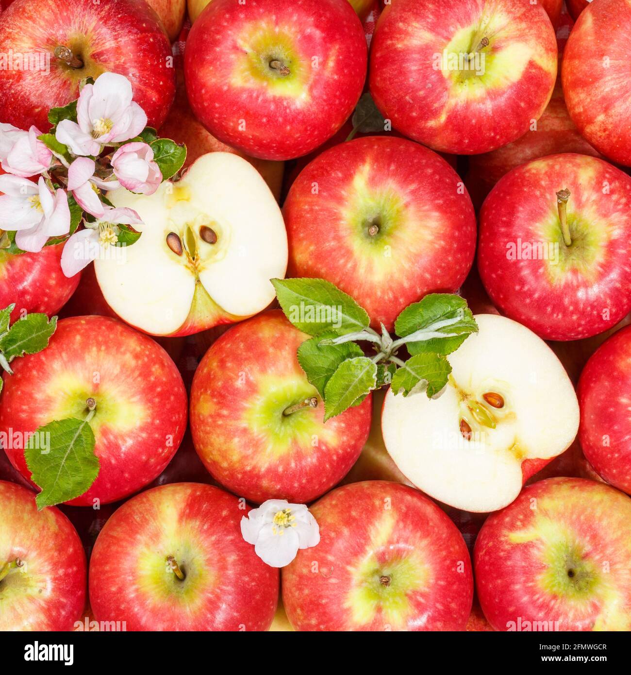 Apples fruits red apple fruit background square with leaves and blossoms  food Stock Photo - Alamy, image size:1300x1390