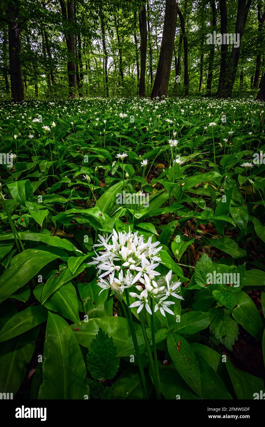 Mecsek, Hungary - White wild garlic flowers (Allium ursinum or Ramsons) blooming in the wild forest of Mecsek at springtime Stock Photo