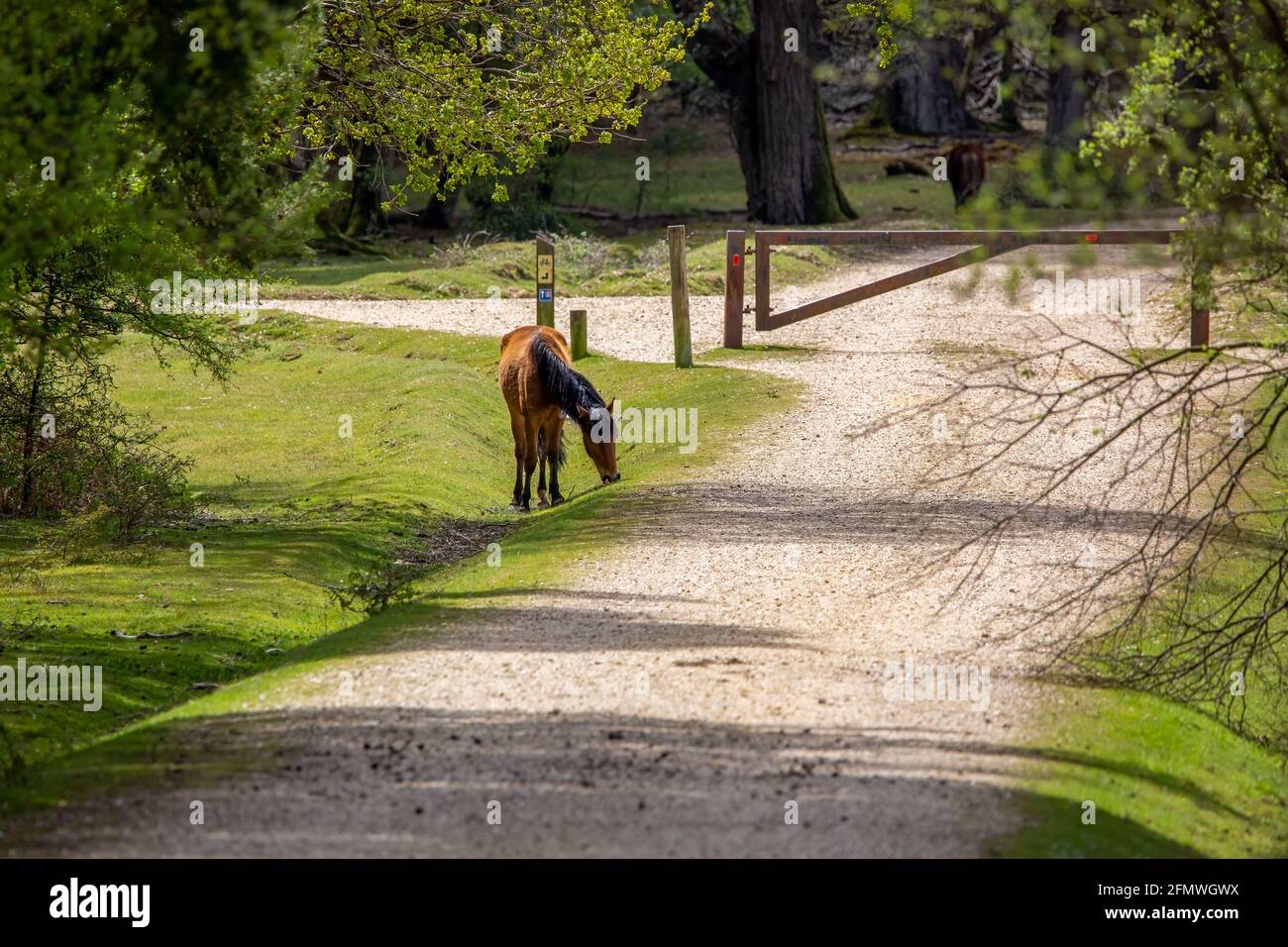 A New Forest pony grazing on the road side Stock Photo - Alamy
