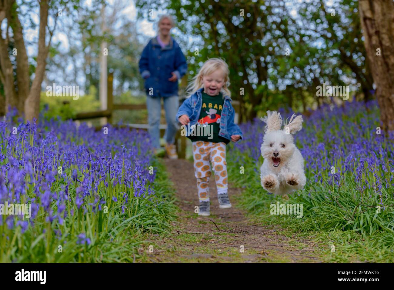 A mother and toddler walking with a small white dog captured running in mid-air in the Spring Bluebells trail at Guestling Wood, Pett, near Hastings, East Sussex, England, UK Stock Photo