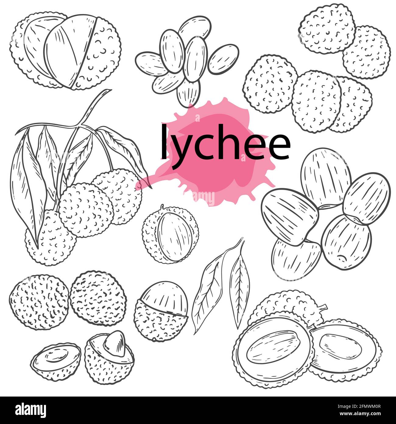 Lychee Fruit Graphic Branch Black And White Isolated Sketch Illustration  Vector Royalty Free SVG, Cliparts, Vectors, And Stock Illustration. Image  90083853.