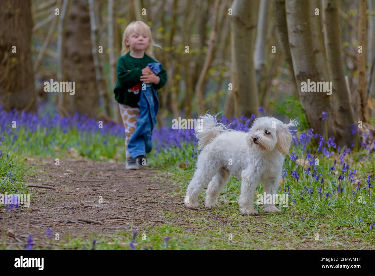 Young girl with her pet dog in the Spring Bluebells of Guestling Wood, Pett, near Hastings, East Sussex, England, UK Stock Photo