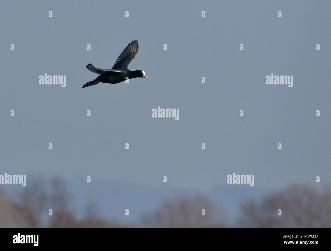 Eurasian Coot - Fulica atra Stock Photo