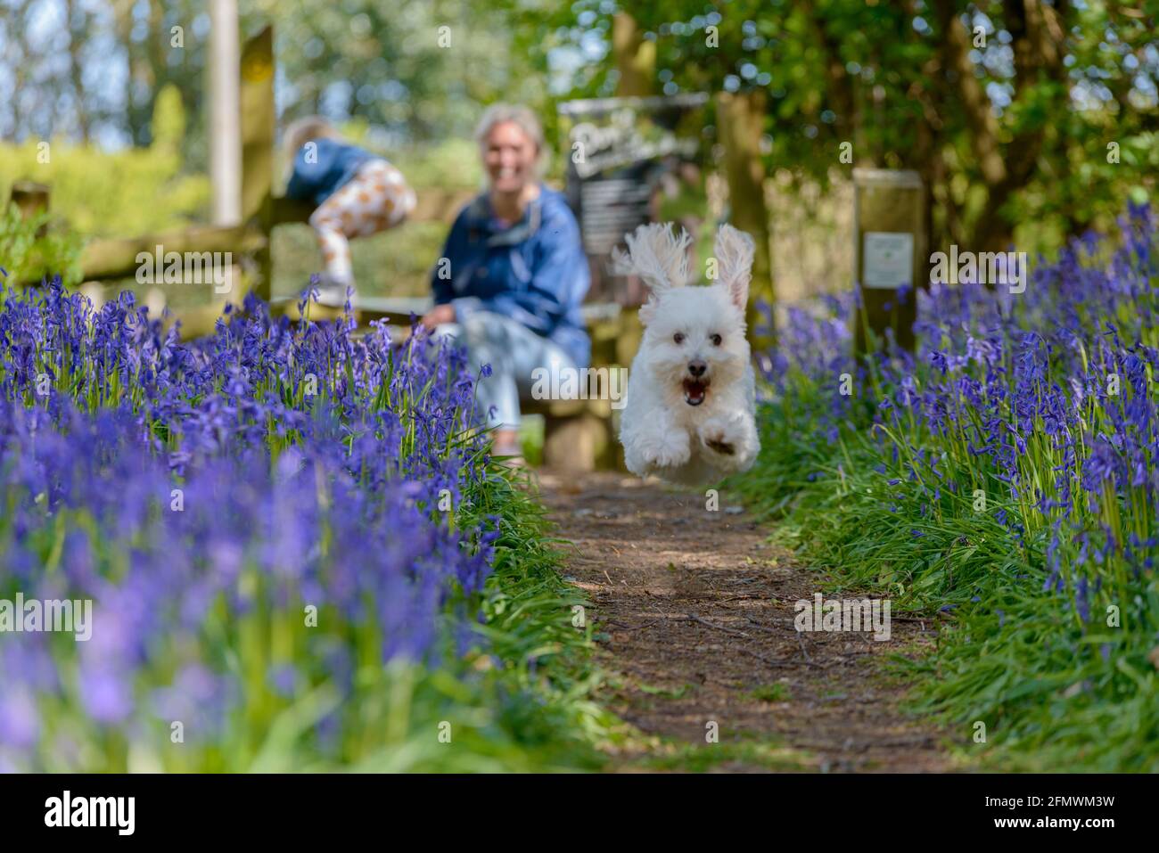 A mother and toddler walking with a cute small white dog caught running in mid-air in the Spring Bluebells trail at Guestling Wood, Pett, near Hastings, East Sussex, England, UK Stock Photo