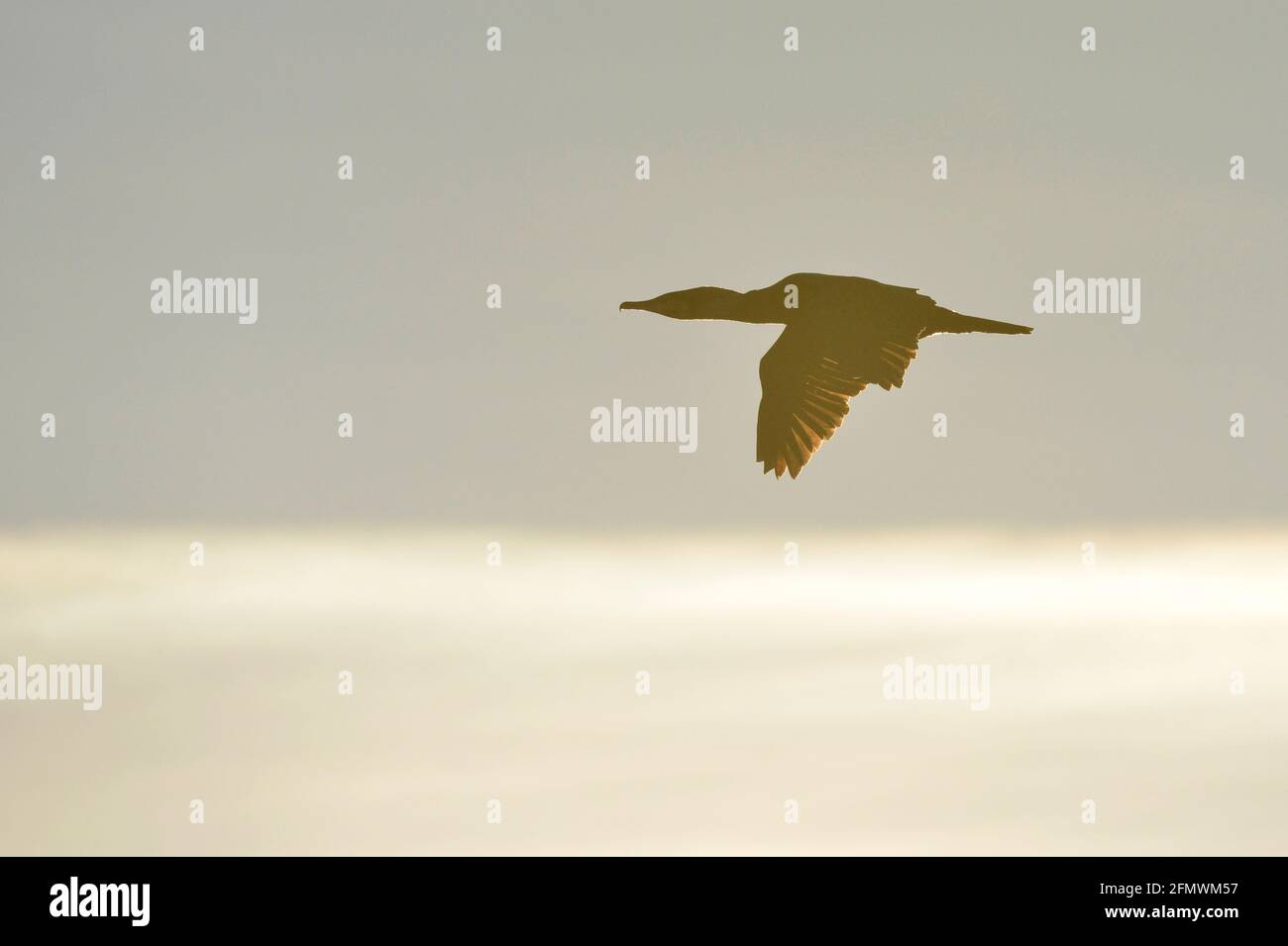 Great Cormorant - Phalacrocorax carbo Stock Photo