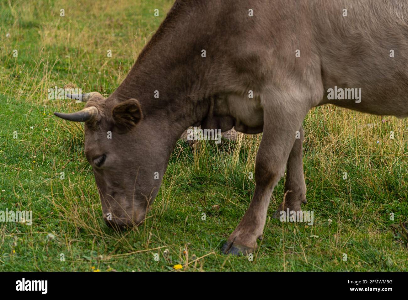 Gray cow eats grass in the meadow Stock Photo - Alamy