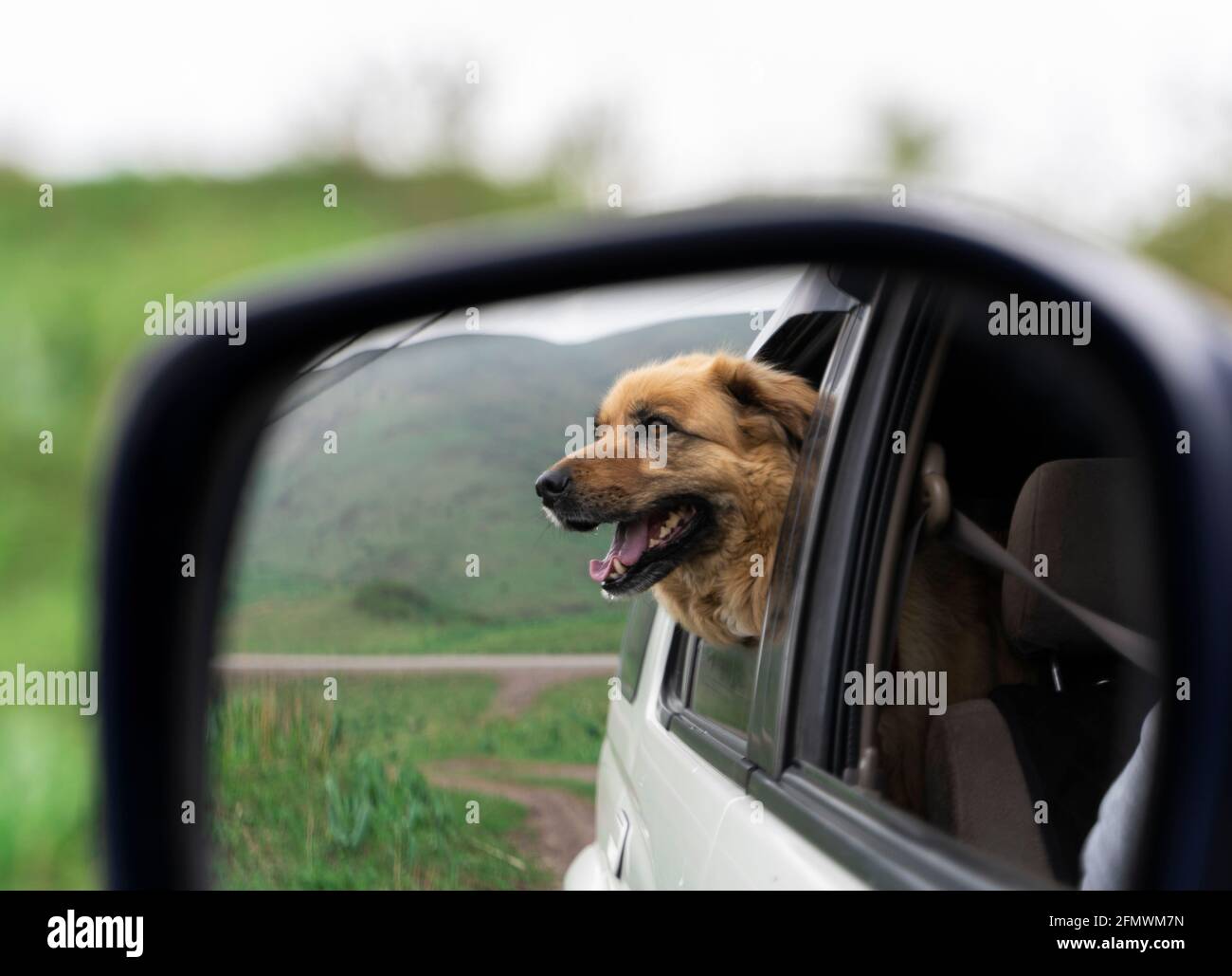 Truck rear view dog hi-res stock photography and images - Alamy