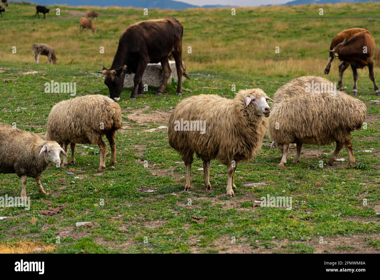 A flock of sheep walks in a green meadow Stock Photo - Alamy