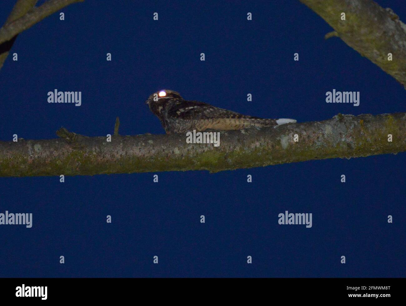 European Nightjar - Caprimulgus europaeus - male Stock Photo
