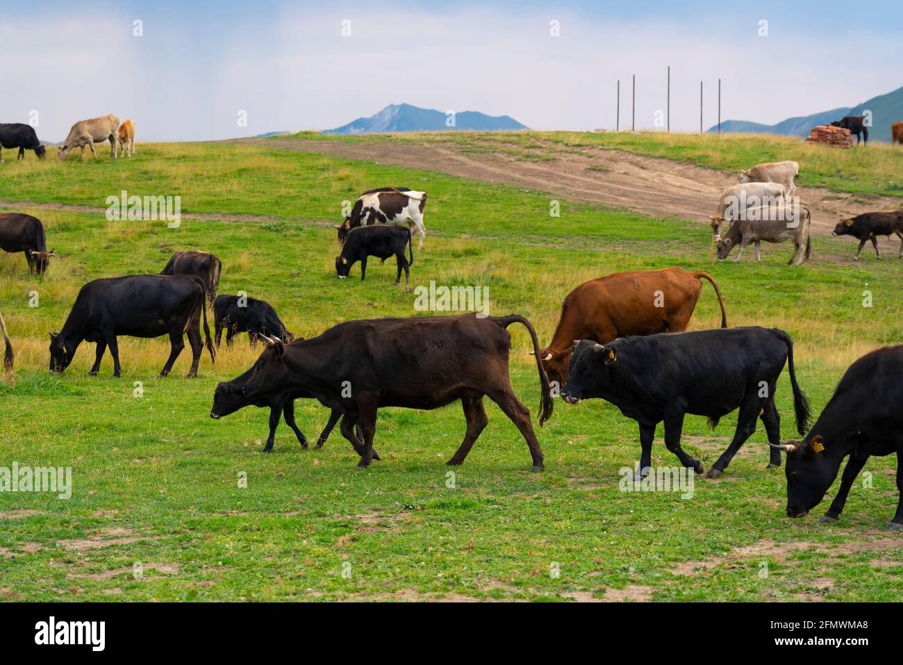 Herd of cows eating grass in the meadow Stock Photo - Alamy