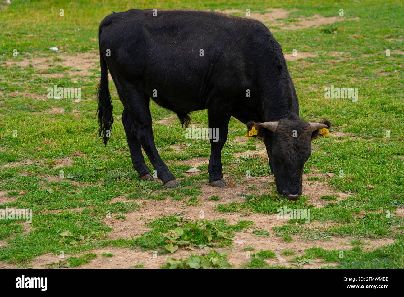 Gray cow eats grass in the meadow Stock Photo - Alamy