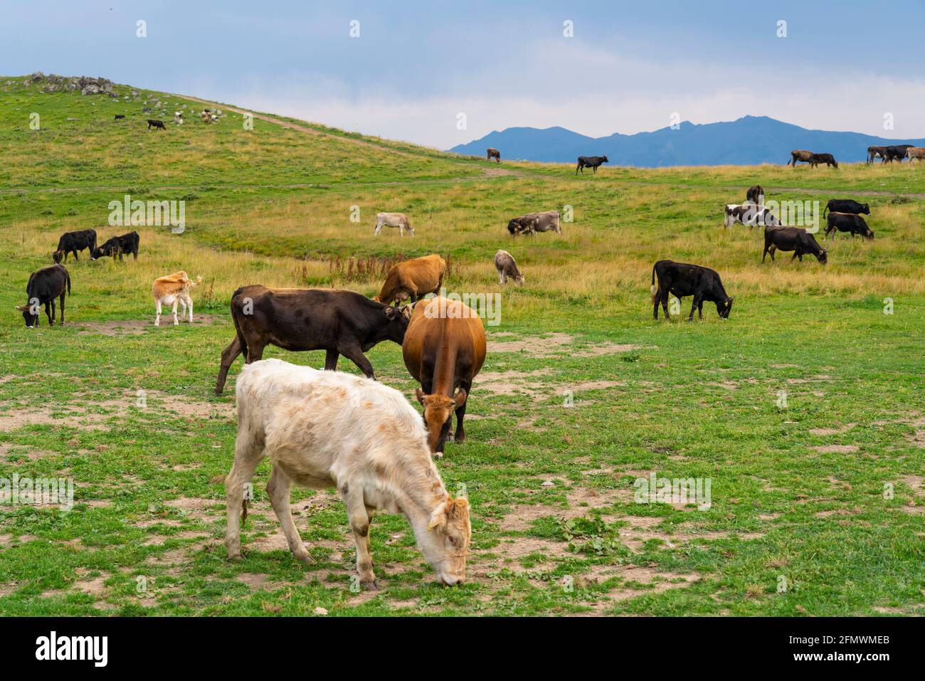 Herd of cows eating grass in the meadow Stock Photo - Alamy