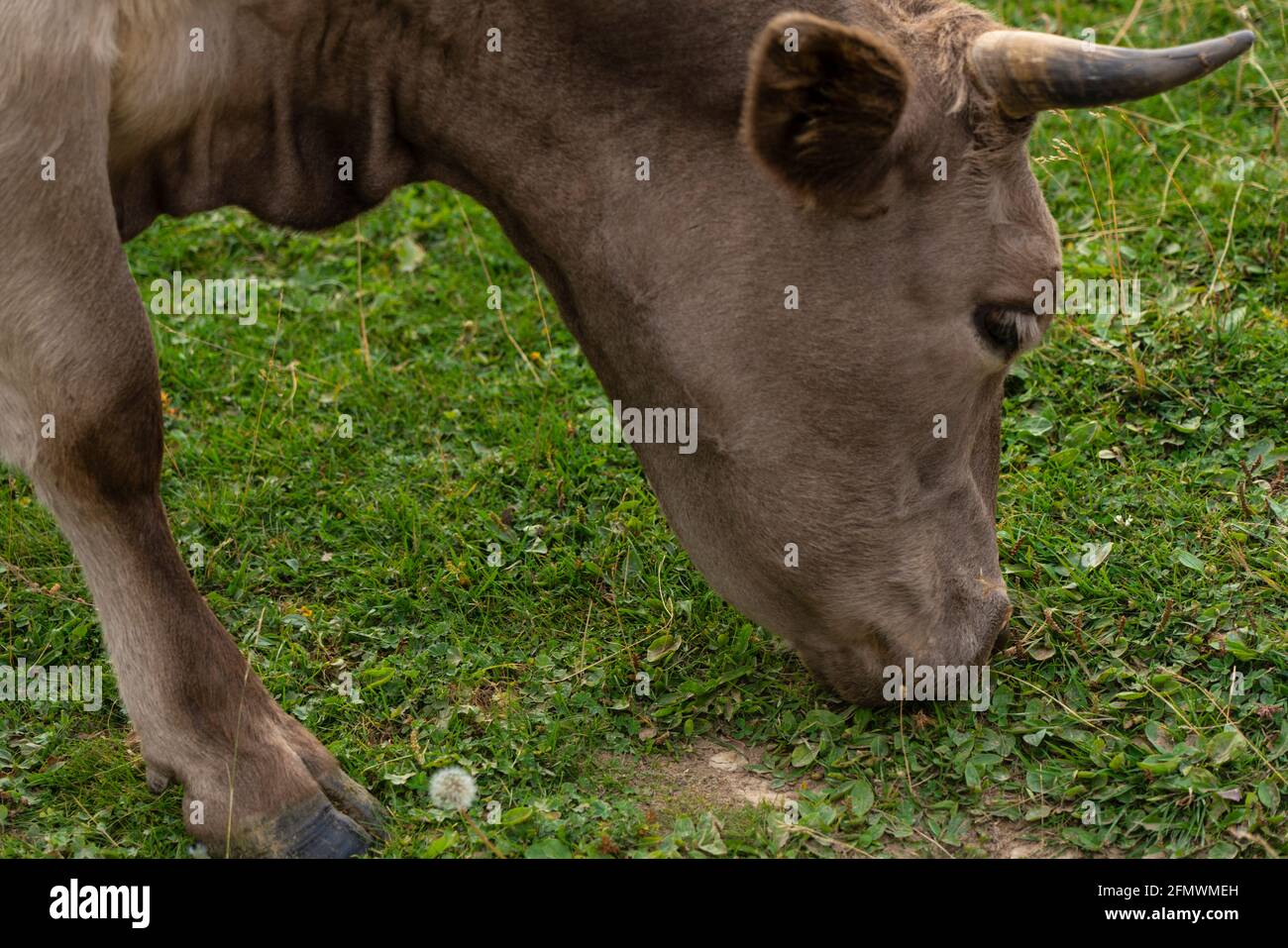 Gray cow eats grass in the meadow Stock Photo - Alamy