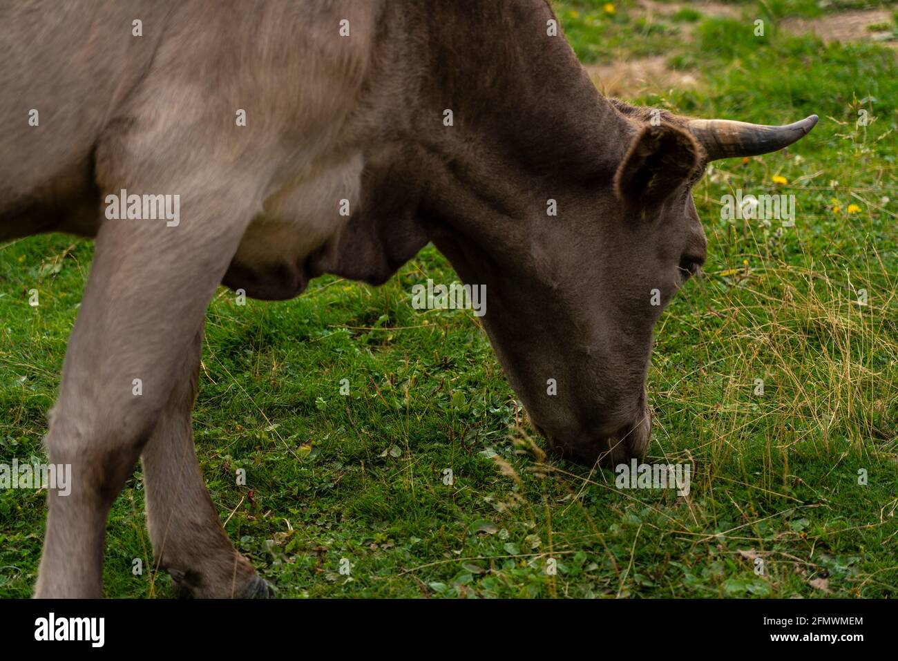 Gray cow eats grass in the meadow Stock Photo - Alamy