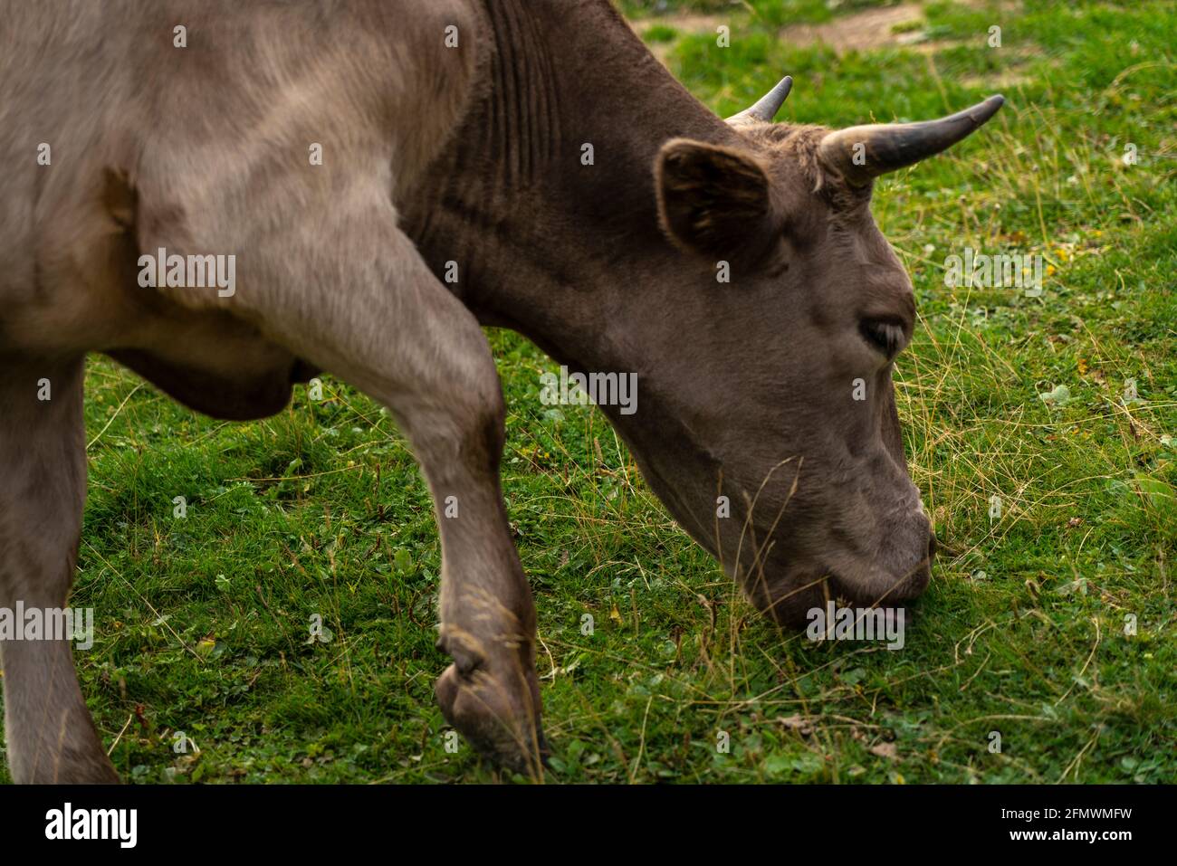 Gray cow eats grass in the meadow Stock Photo - Alamy