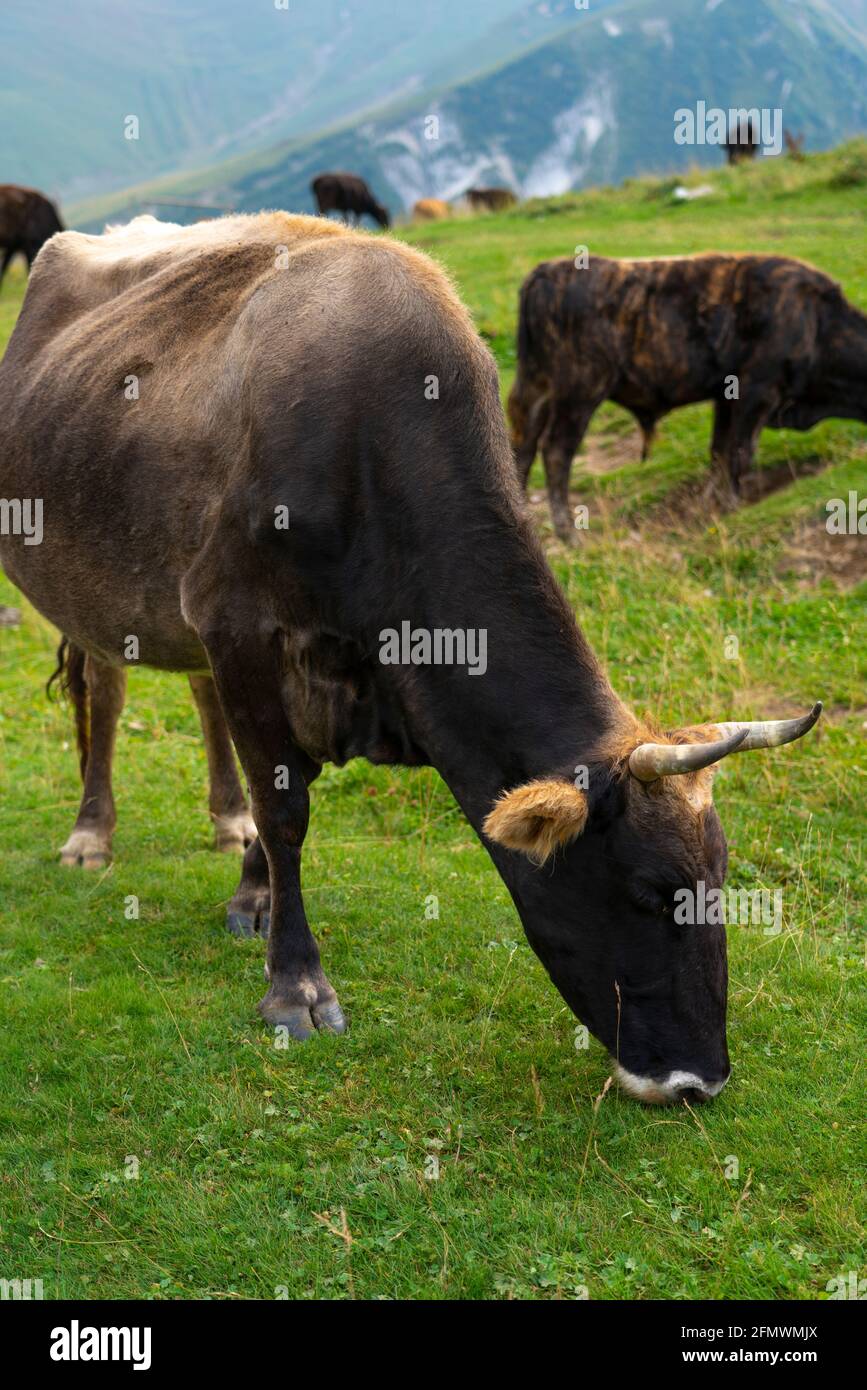 Gray cow eats grass in the meadow Stock Photo - Alamy