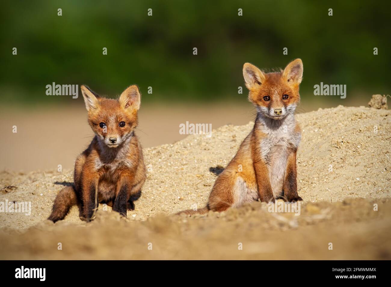 Two red fox cubs sunbathing in springtime nature Stock Photo - Alamy
