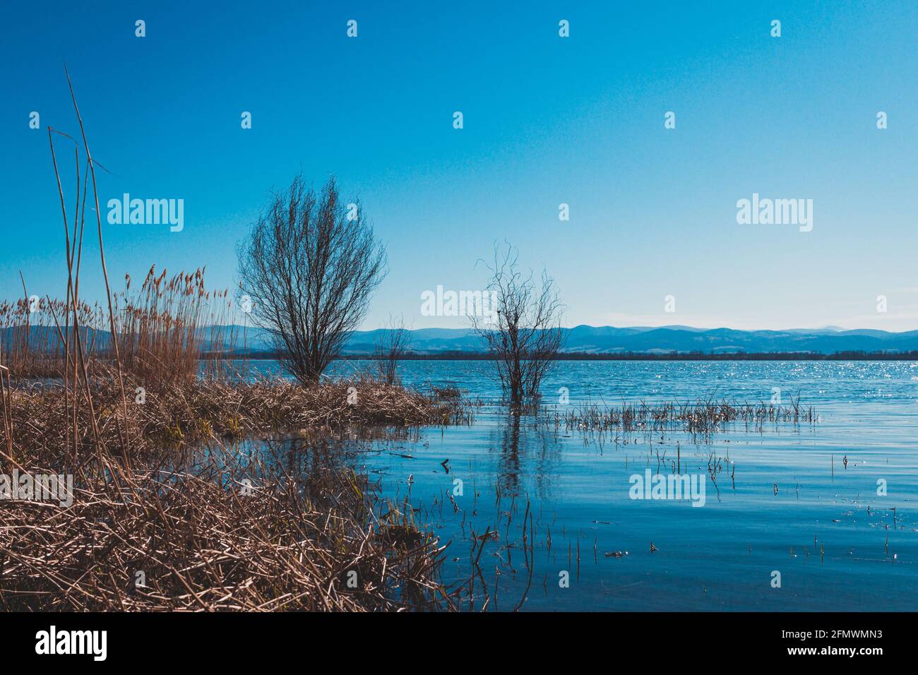 Tree growing in the lake with mountains in the background Stock Photo