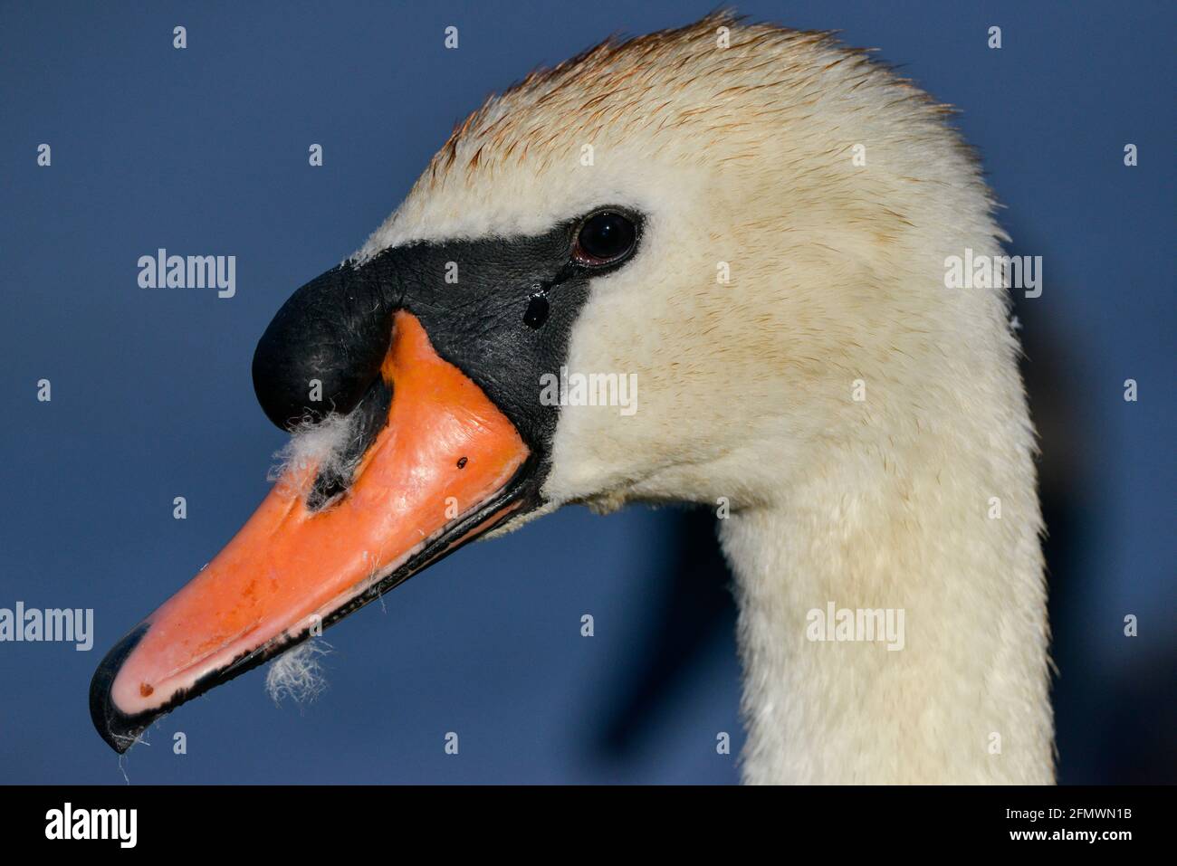 Mute Swan - Cygnus olor Stock Photo