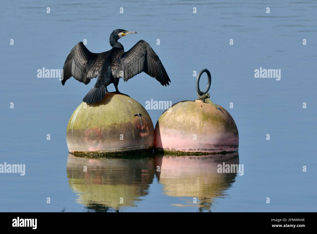 Great Cormorant - Phalacrocorax carbo Stock Photo