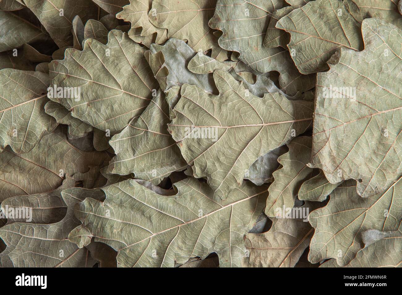 Dry oak leaves in a bath broom for the whole frame. Background image Stock Photo