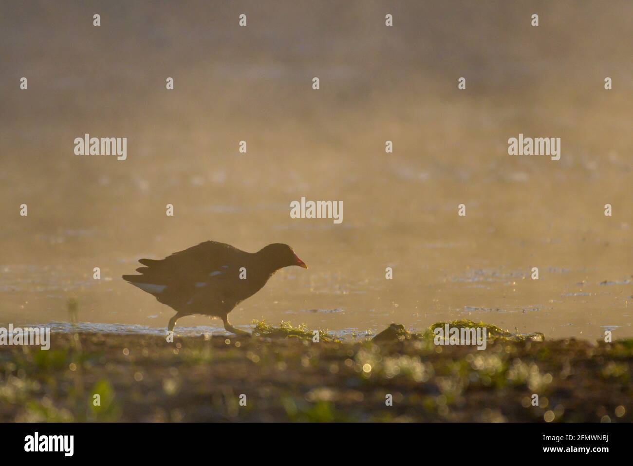 Common Moorhen - Gallinula chloropus Stock Photo