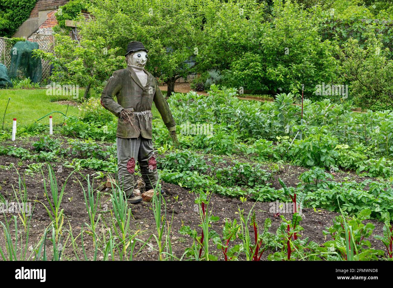 Male scarecrow in an English vegetable garden. Stock Photo