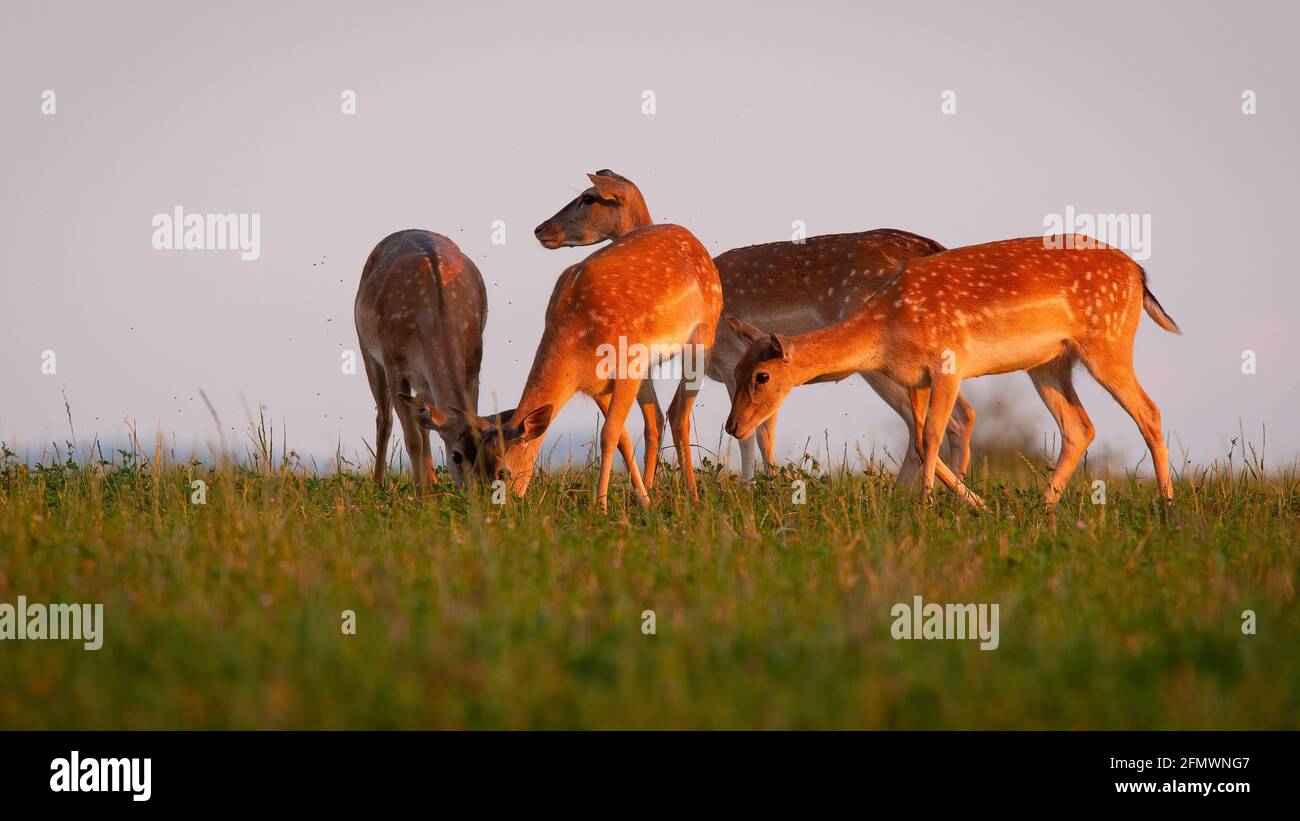 Fallow deer herd grazing on pasture in summer evening sun Stock Photo
