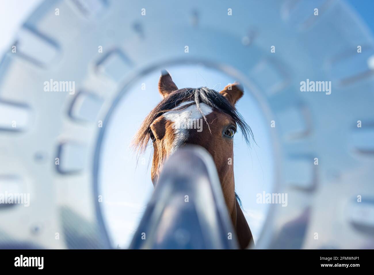 Horse's head seen through modern plastic horseshoes made of composite material provide better shock absorption and therapeutic support for the healing Stock Photo