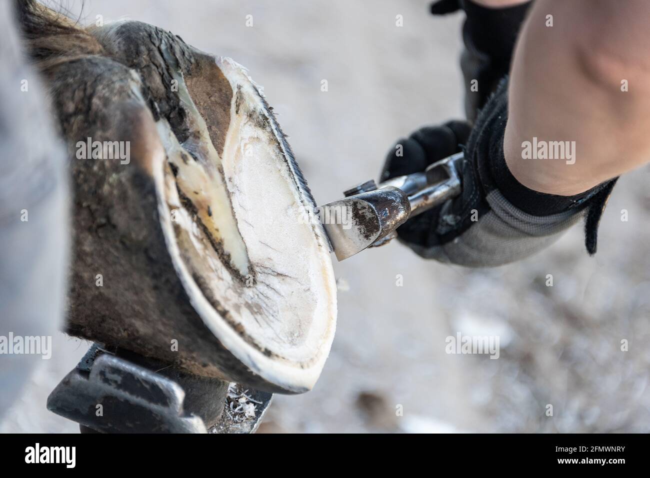 Natural hoof trimming the farrier trims and shapes a horse's hooves