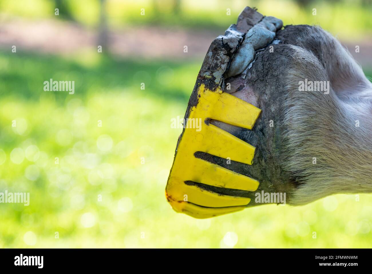 Horseshoe [made of metal] hires stock photography and images Alamy