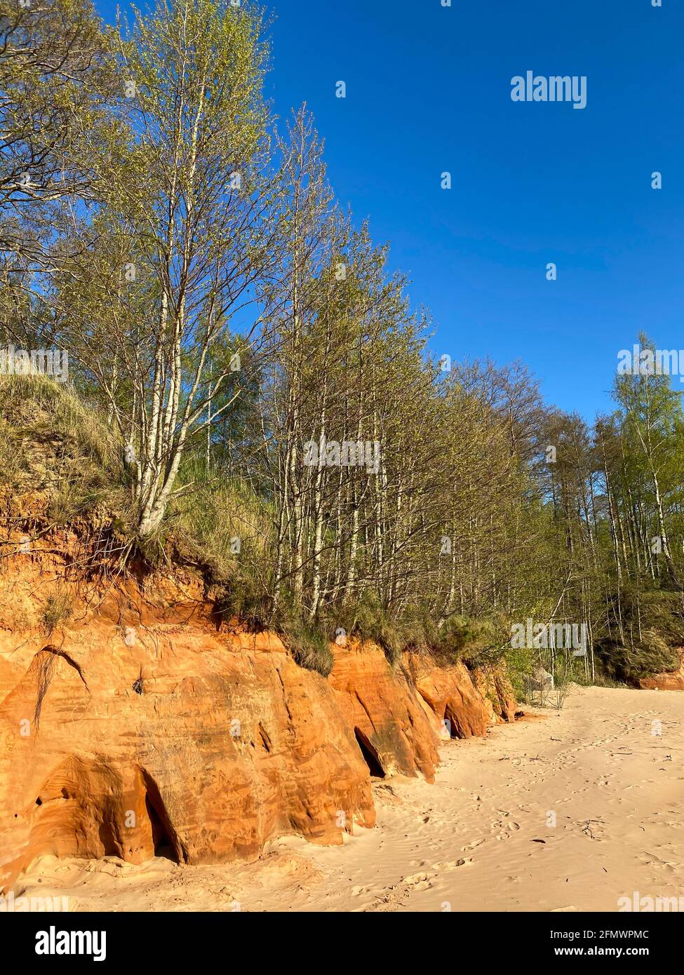 Orange sandstone rock on the shore of a sea beach with caves. Trees and ...