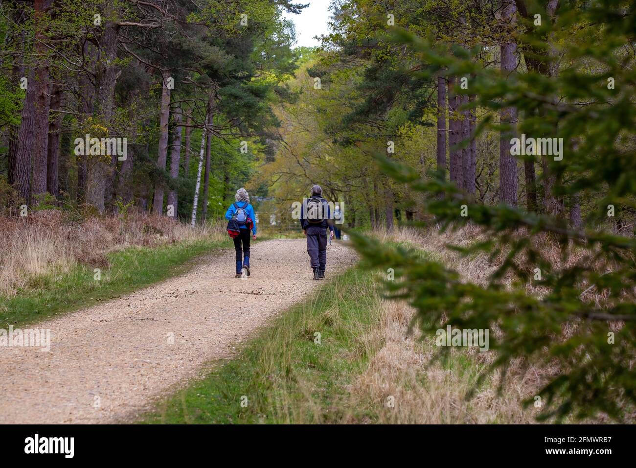 A retirement age couple hiking through the new forest on a track Stock Photo