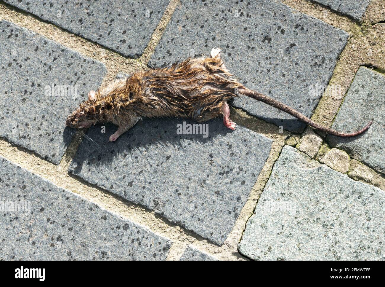 A dead rat on a street (Rattus norvegicus) Stock Photo