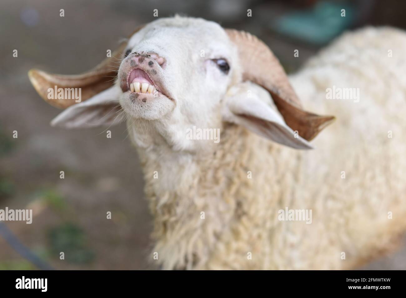 Sheep Teeth High Resolution Stock Photography and Images Alamy