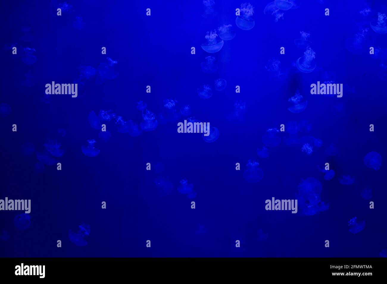 barrel jellyfish underwater in the deep blue background Stock Photo - Alamy