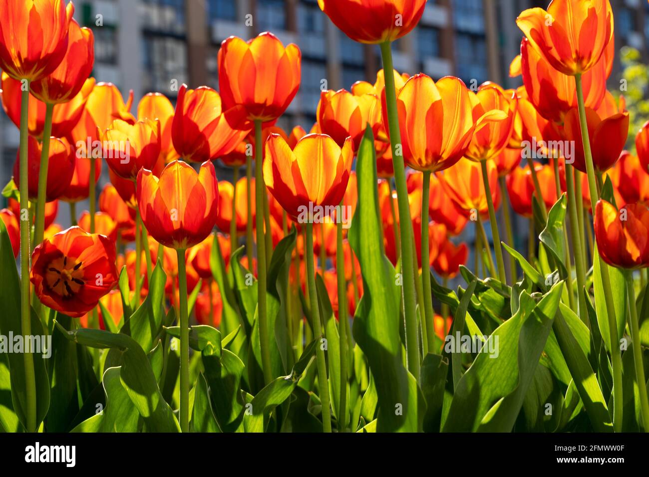 Red tulips background. Beautiful tulip. Flower bud in spring in the sunlight. Flowerbed with flowers. Tulip close-up. Red flower. Stock Photo