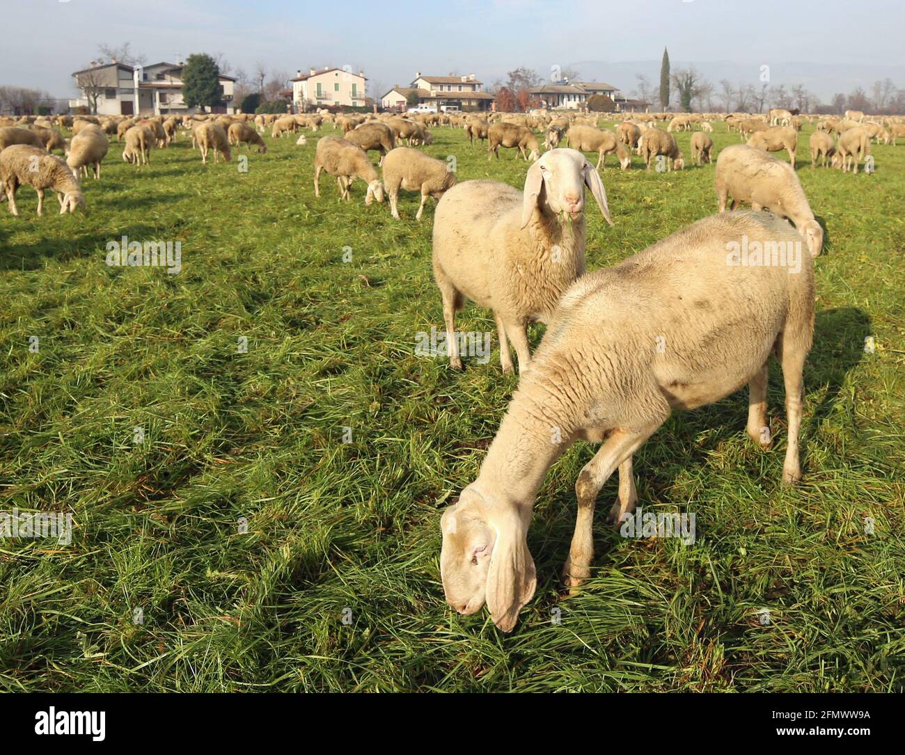 flock with many sheep grazing in the plain outdoor Stock Photo - Alamy