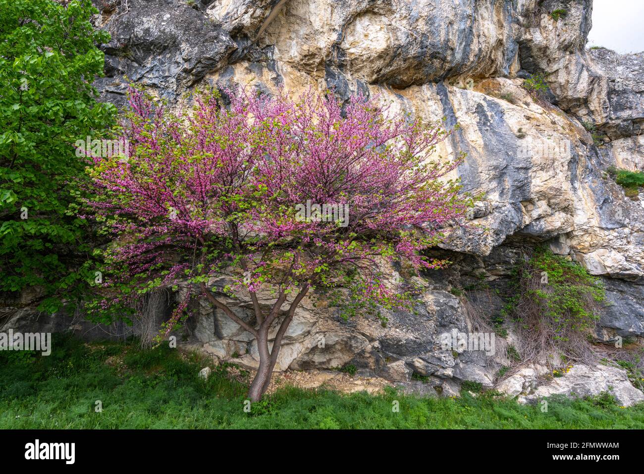 A Judas tree, Cercis siliquastrum, flourished at the foot of a rock wall. Abruzzo, Italy, europe Stock Photo