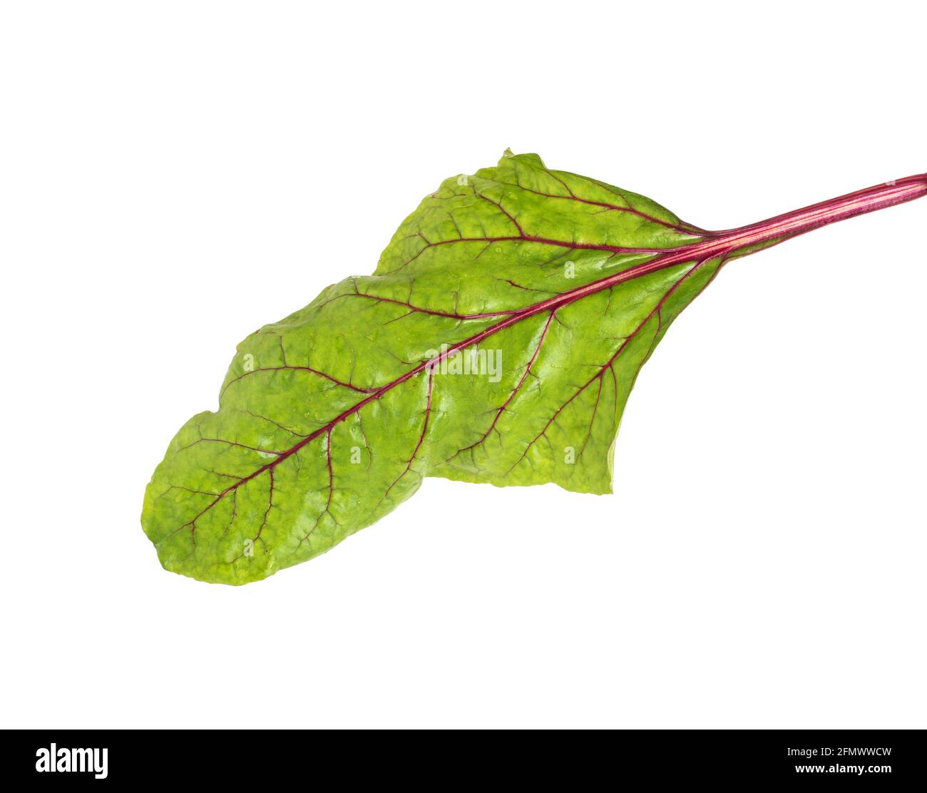 Beet leaf on white background, isolate, close-up. Organic vegetable, natural Stock Photo