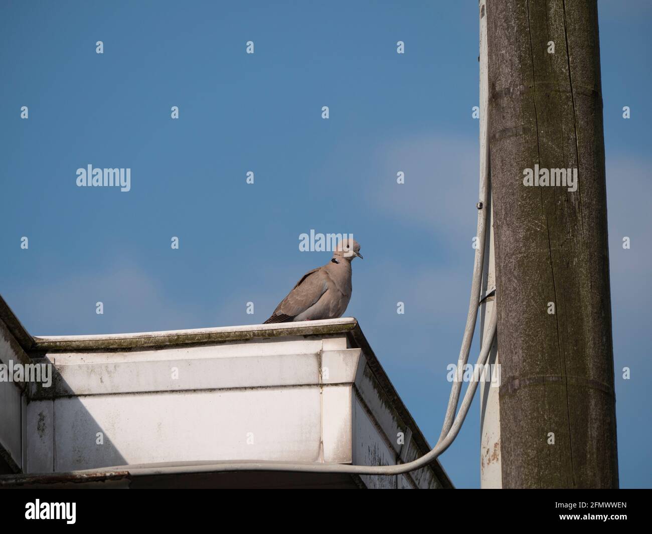 Turtledove sits on a white gutter next to a utility pole and power lines Stock Photo