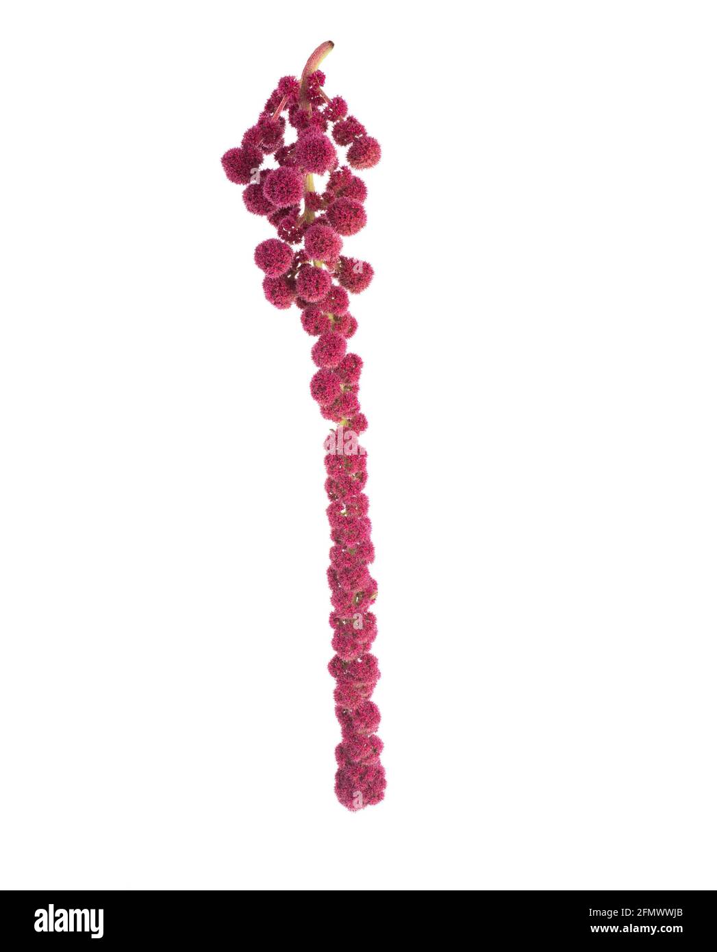 Burgundy braid of amaranth color on a white background, isolate, close-up. Stock Photo