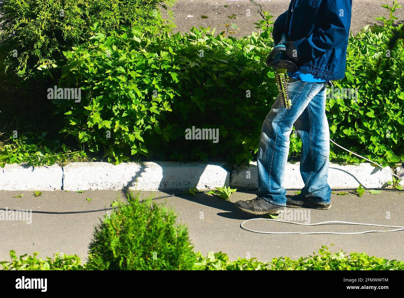 worker cuts bushes with an electric clipper Stock Photo Alamy