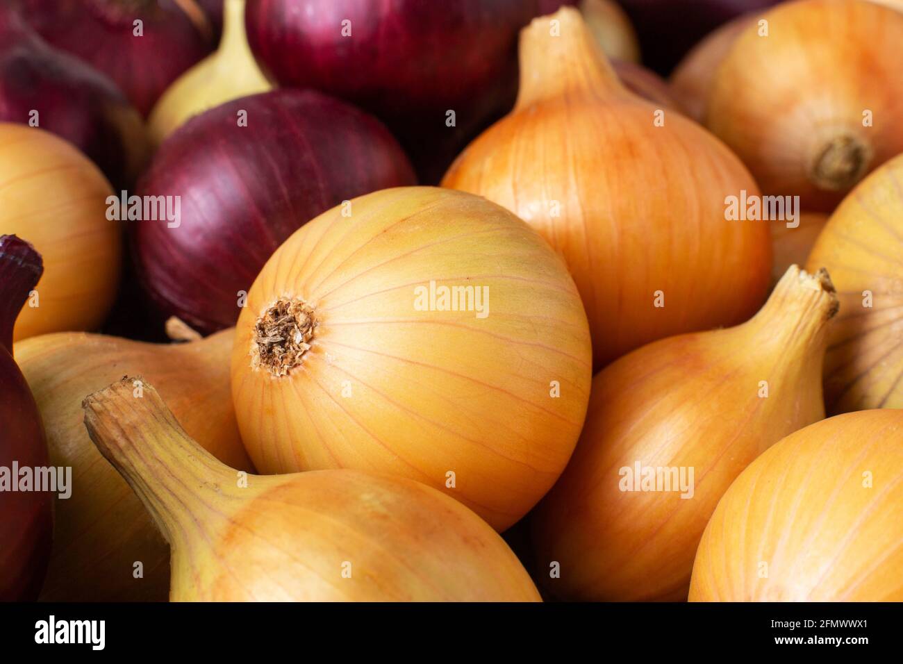 Background from red and yellow onions. Healthy vegetable, copy space
