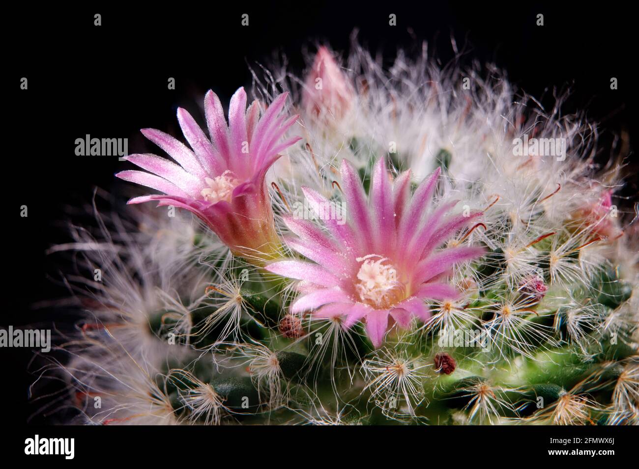 close up pink flower of mammillaria boscana cactus Stock Photo