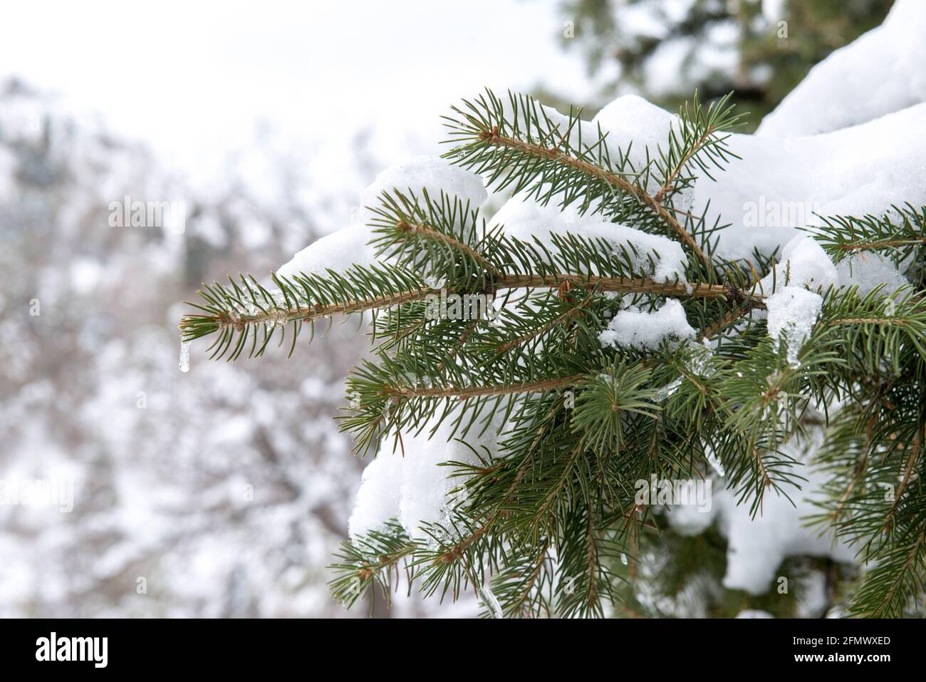 a big pine tree stands in the snow Stock Photo