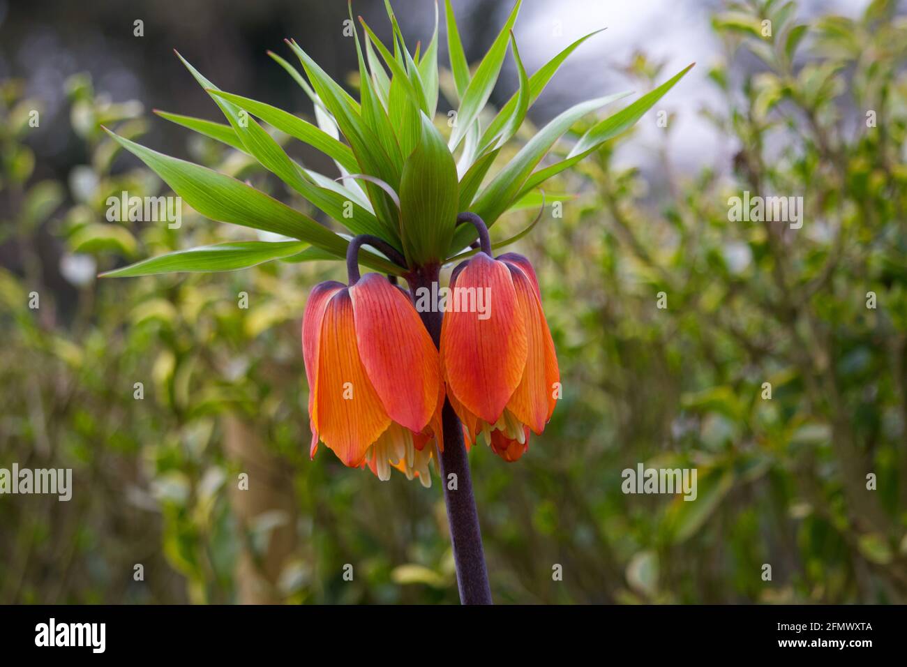 A beautiful Fritillaria Imperial (lily) Stock Photo