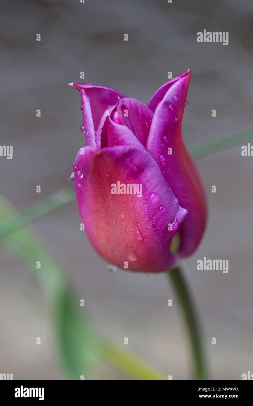 A Pretty Tulip Head in a purple and Pink Stock Photo - Alamy