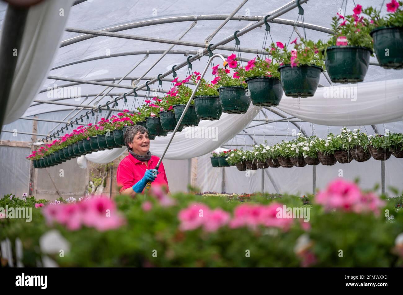 Philliphaugh Gardens Selkirk Scottish Borders Uk th May  Uk Weather Business Colourful Signs Of Spring And Summer Are Appearing As The Temperatures Start To Rise Picture Shows A Volunteer Gardener Watering - How To Start A Plant Business Uk