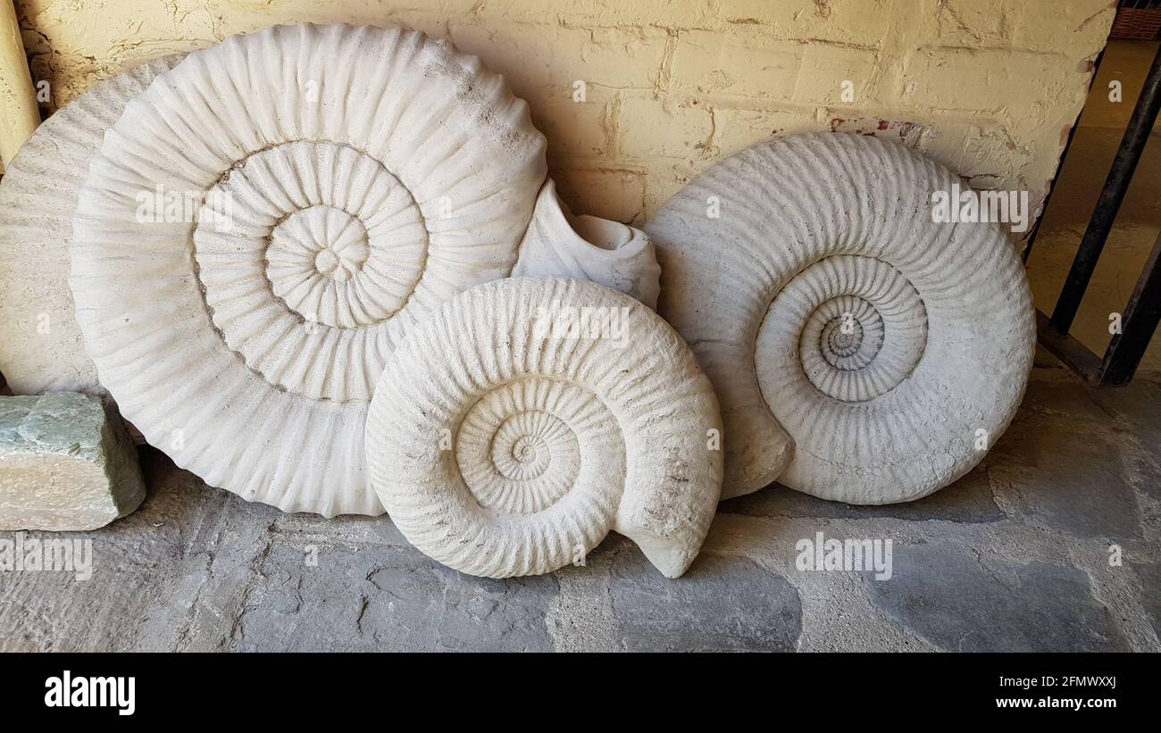 Stone fossil Ammonites leaning against the wall. Stock Photo